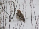 Sněhule severní (Plectrophenax nivalis)