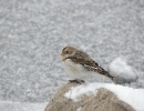 Sněhule severní (Plectrophenax nivalis)