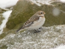 Sněhule severní (Plectrophenax nivalis)