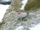 Sněhule severní (Plectrophenax nivalis)