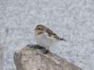 Sněhule severní (Plectrophenax nivalis)