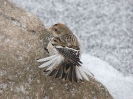 Sněhule severní (Plectrophenax nivalis)