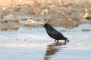 Sturnus unicolor