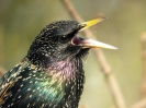 špaček obecný - Sturnus vulgaris_autor Adolf Goebel