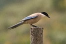 Cyanopica cyanus