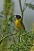 Emberiza melanocephala (M.)