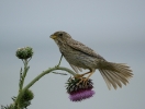 Strnad luční (Emberiza calandra)