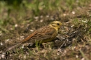 Emberiza citrinella (ad.)