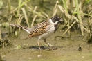 Emberiza schoeniclus