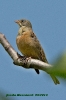 Emberiza hortulana (M.)