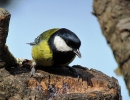 sýkora koňadra_Parus major_Adolf Goebel