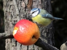 Sýkora modřinka_Cyanistes careuleus_Adolf Goebel