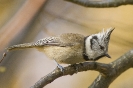 Lophophanes cristatus