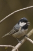 Periparus ater