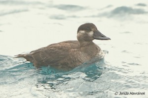 Turpan pestrozobý (juv.)