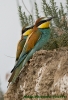 Bee-eaters