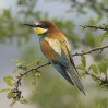 Merops apiaster