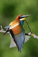 Merops apiaster (2020-05-27, Pouzdřany, CZ)