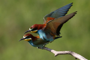 Merops apiaster (2020-05-27, Pouzdřany, CZ)