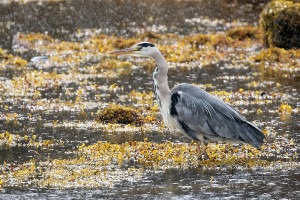 Ardea cinerea (2019-10-08, Gairloch, UK)