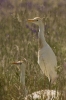 Bubulcus ibis