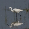 Egretta garzetta