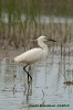 Egretta garzetta