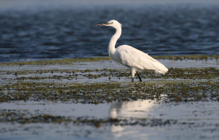 Egretta garzetta (2023-07-16, Danube delta, Romania)