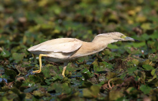 Ardeola ralloides (2023-07-16, Danube delta, Romania)