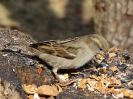 vrabec domácí_Passer domesticus_Adolf Goebel