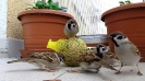 vrabci polní u lojové koule