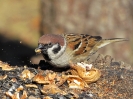 vrabec polní_Passer montanus_Adolf Goebel