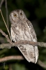 Otus scops