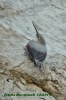 Wallcreeper