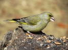 zvonek zelený_Carduelis chloris2_Adolf Goebel