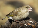 zvonek zelený_Carduelis chloris_Adolf Goebel