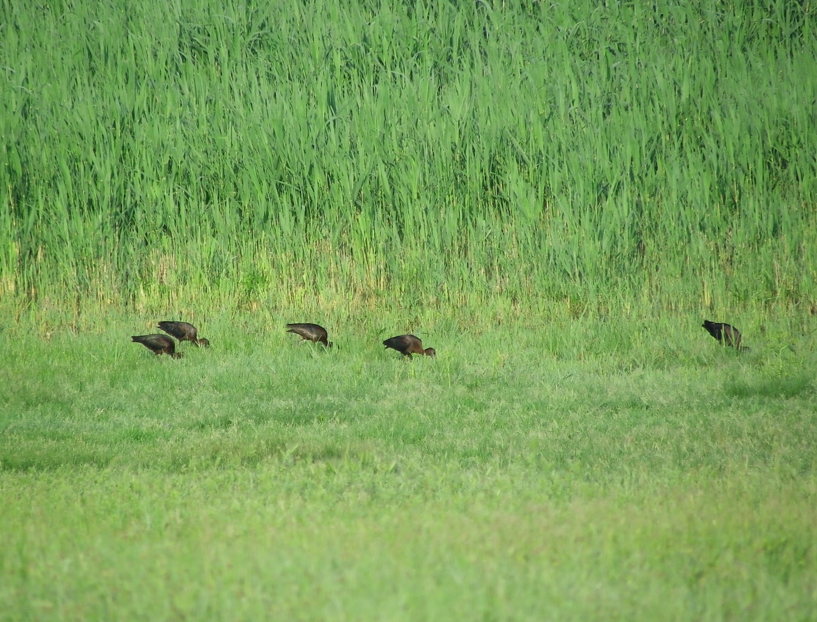 ibis