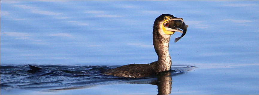 kormoran velky Anin