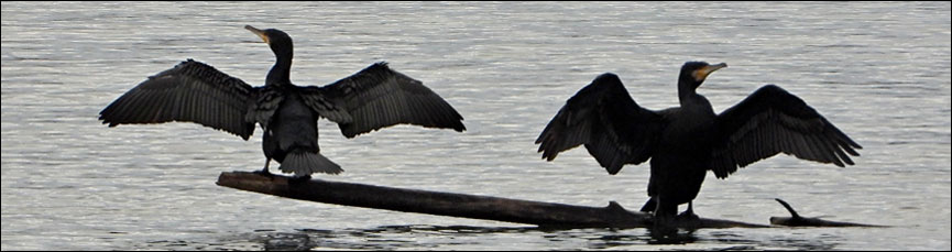 kormoran velky tovacov