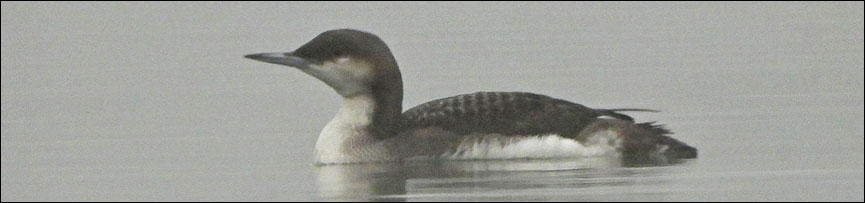 tovacov potaplice severniDSCN5482