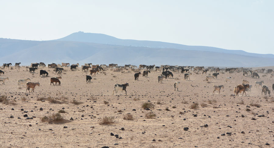 Ostrov Lanzarote, poušť El Jable