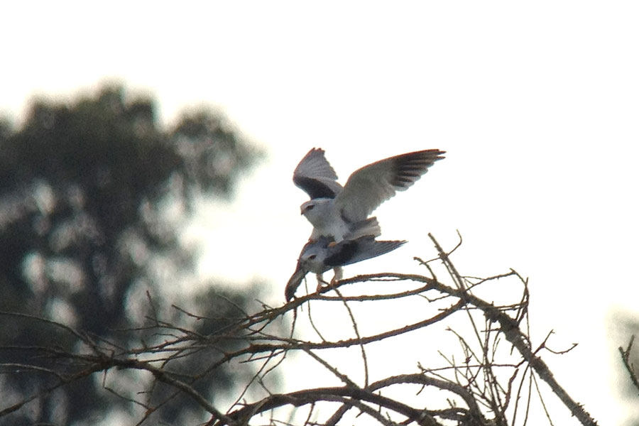 Luněc šedý (Elanus caeruleus)