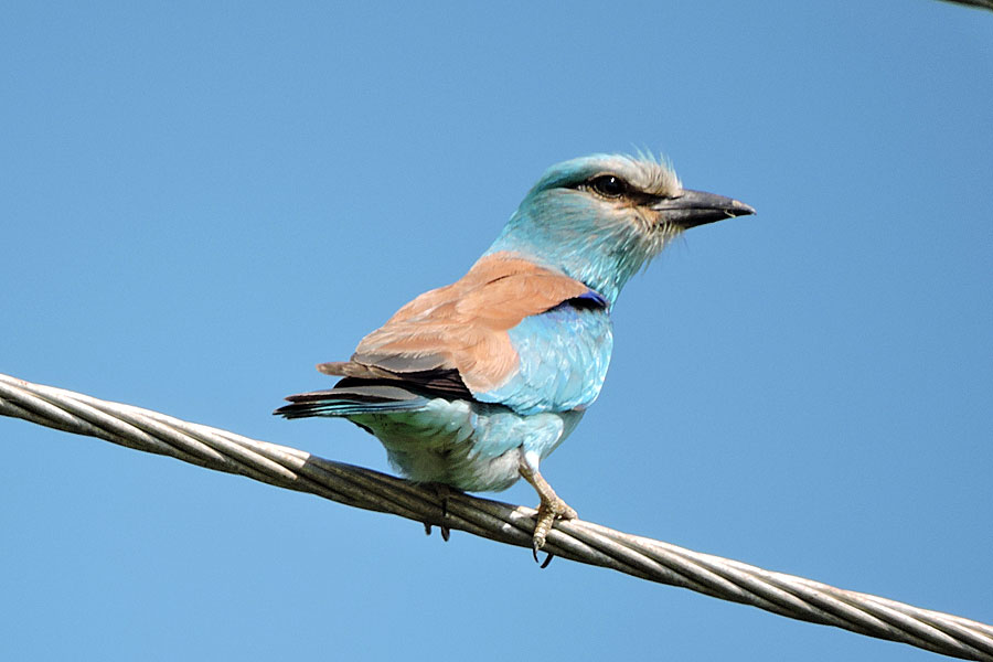 Mandelík hajní (Coracias garrulus)