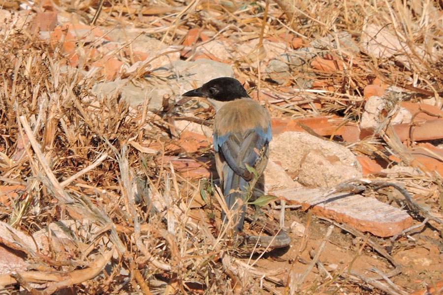 Straka iberská (Cyanopica cooki)