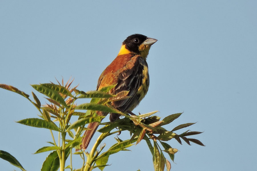 Strnad černohlavý (Emberiza melanocephala)