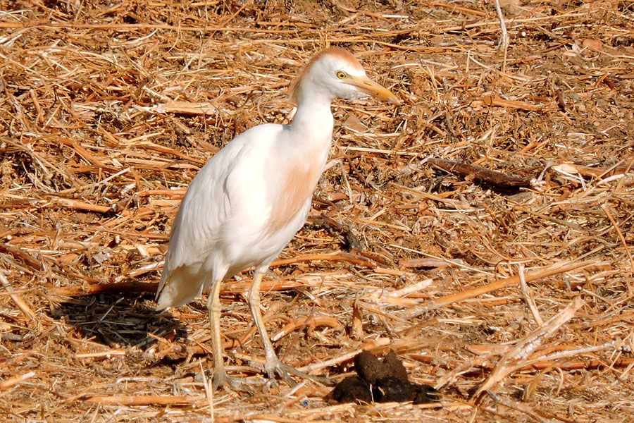 Volavka rusohlavá (Bubulcus ibis)