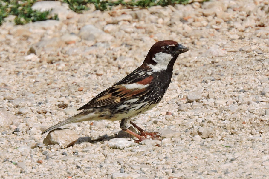 Vrabec pokřovní (Passer hispaniolensis)