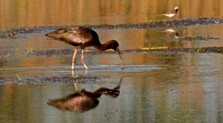 ibis 20-5-2013 Z-Nemecek