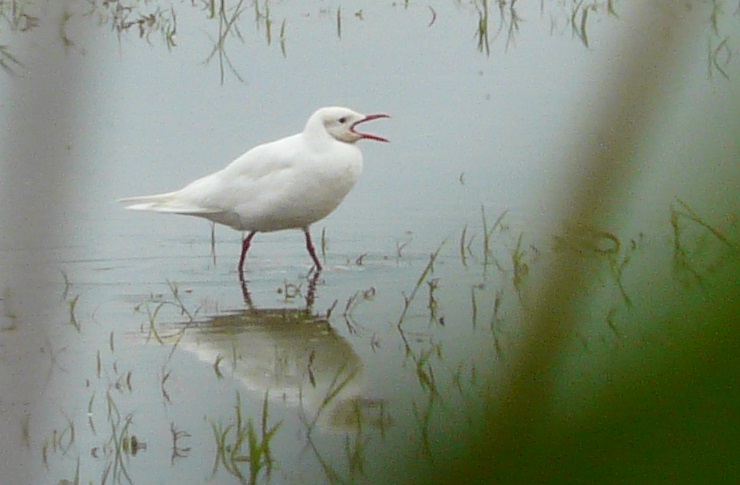 racek leucismus 740