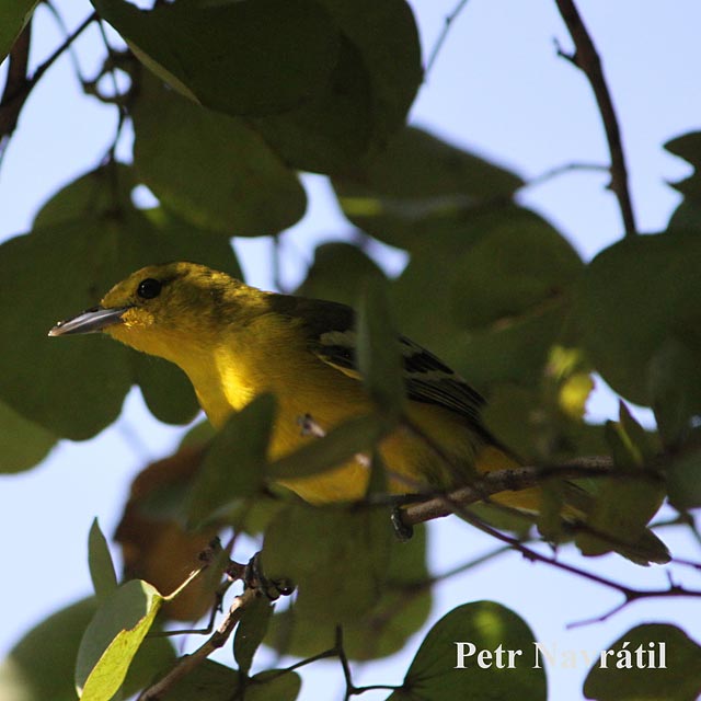 sri lanka 15